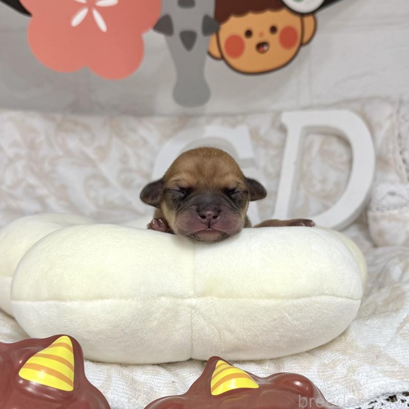 販売中の愛知県のミックス犬-440837の1枚目