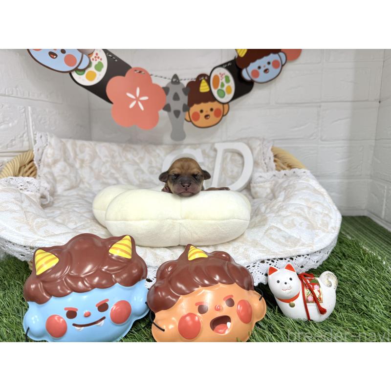 販売中の愛知県のミックス犬-440837の3枚目