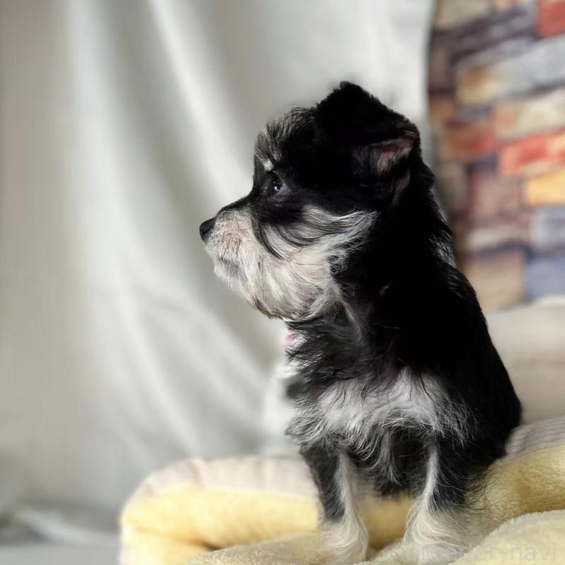 販売中の東京都のミックス犬-428059の3枚目