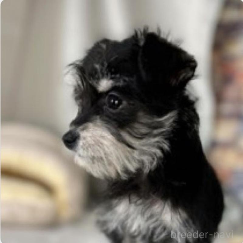 販売中の東京都のミックス犬-428059の2枚目