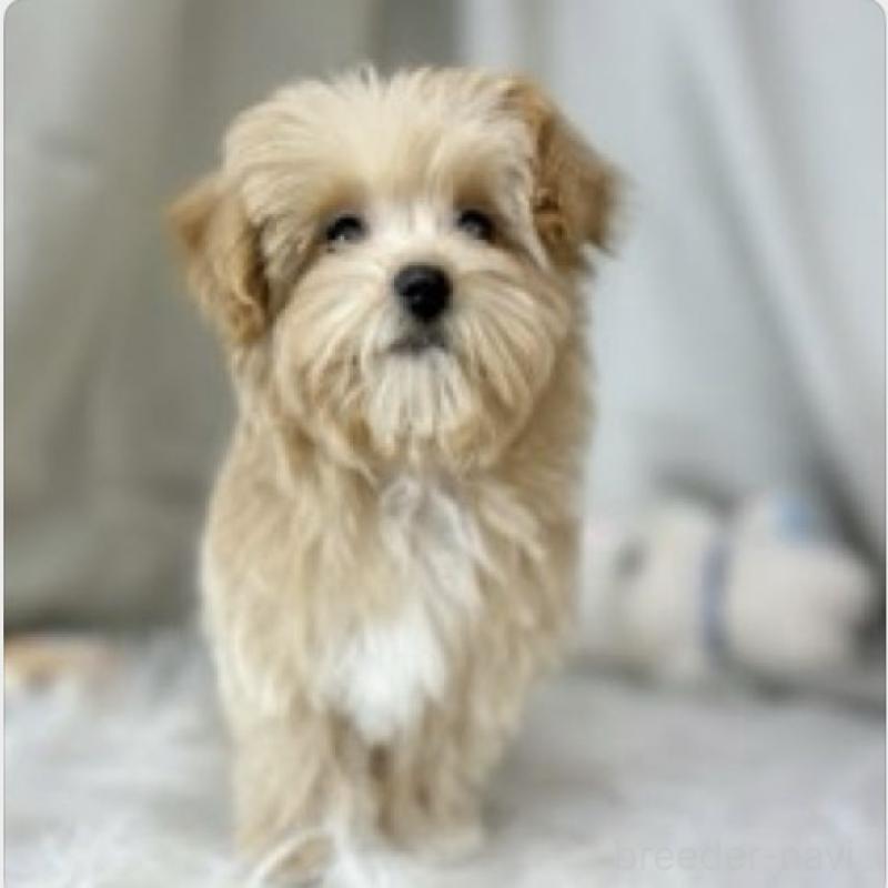 販売中の東京都のビションプー:ビションフリーゼ×トイプードル-423444の4枚目