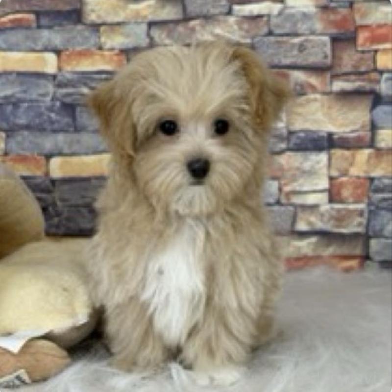 販売中の東京都のビションプー:ビションフリーゼ×トイプードル-423444の2枚目