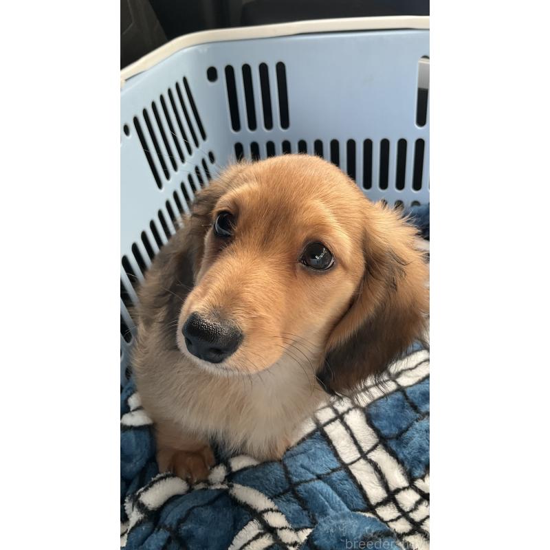 商談中の沖縄県のカニンヘンダックスフンド(ロングヘアード)-436766の3枚目