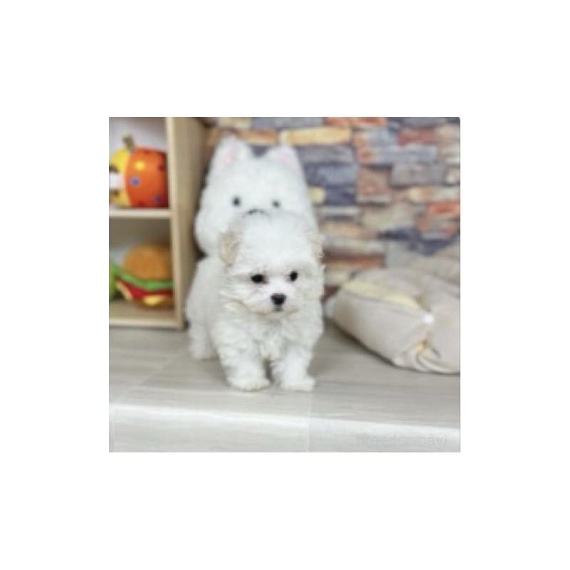 販売中の東京都のマルチーズ-440839の6枚目