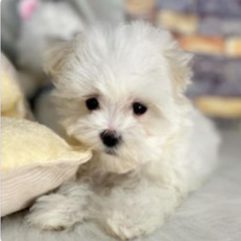 販売中の東京都のマルチーズ-440839の5枚目