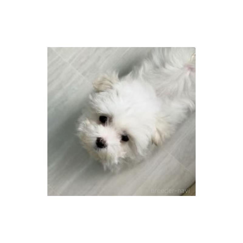 販売中の東京都のマルチーズ-440839の4枚目