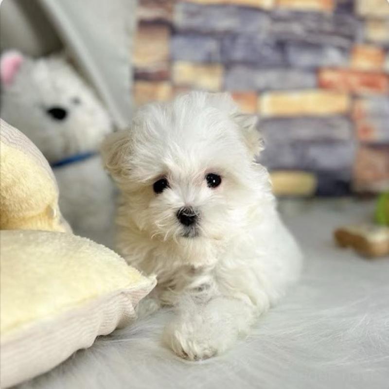 販売中の東京都のマルチーズ-440839の3枚目