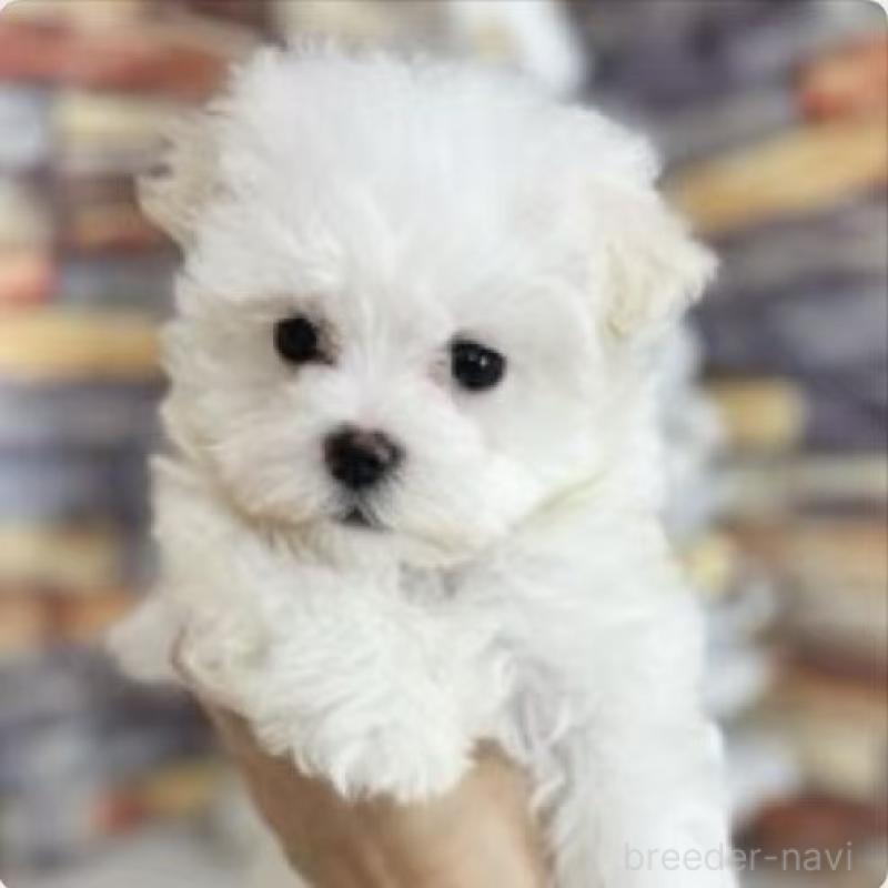 販売中の東京都のマルチーズ-440839の2枚目