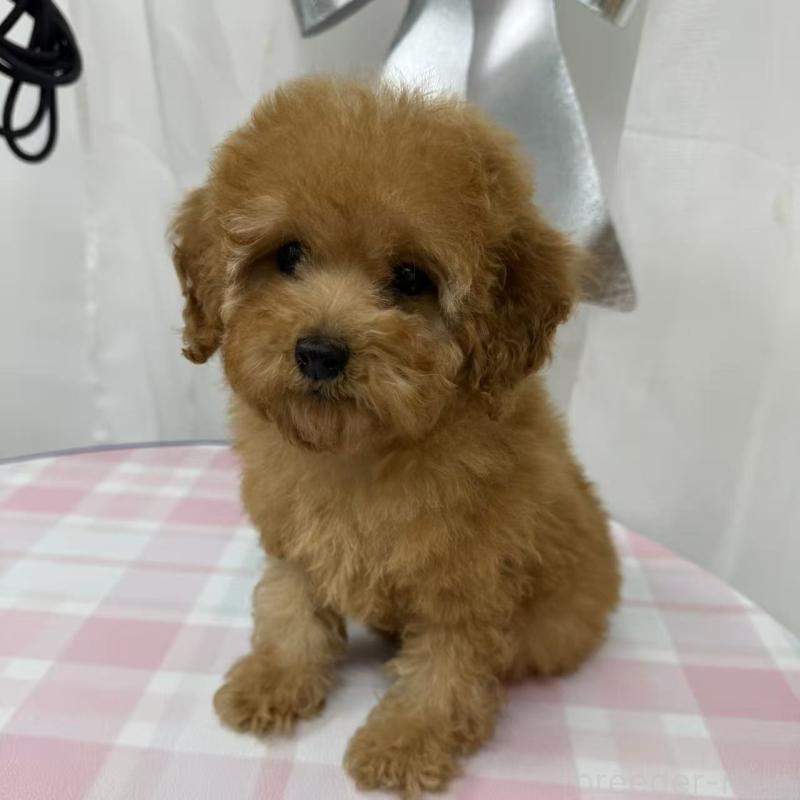 販売中の東京都のトイプードル-440846の6枚目