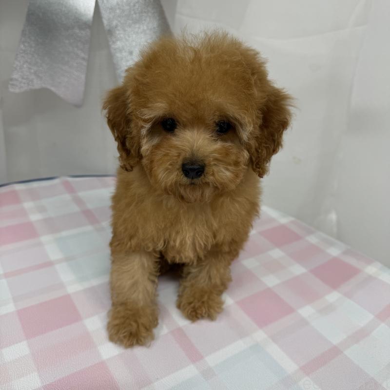 販売中の東京都のトイプードル-440846の5枚目