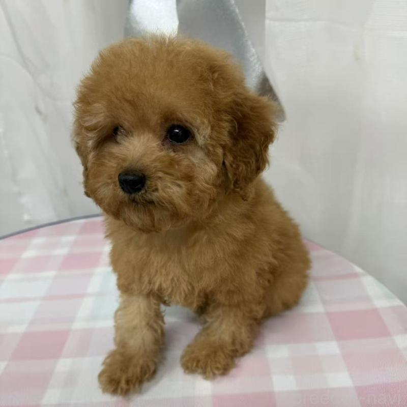 販売中の東京都のトイプードル-440846の4枚目