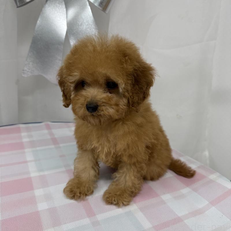 販売中の東京都のトイプードル-440846の3枚目