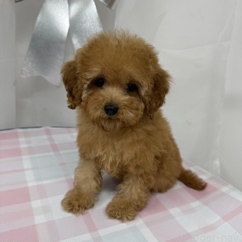 販売中の東京都のトイプードル-440846