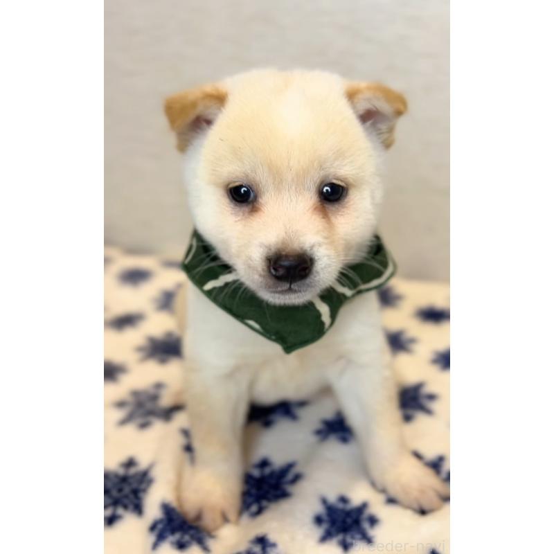 販売中の茨城県の豆柴-440845の5枚目