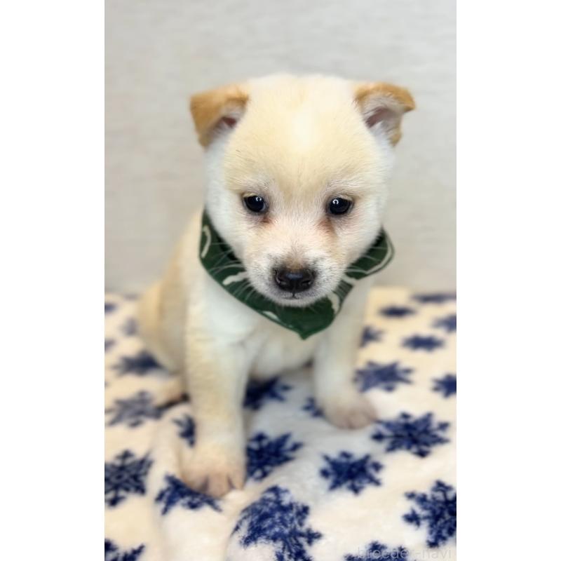 販売中の茨城県の豆柴-440845の4枚目