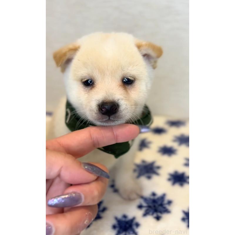 販売中の茨城県の豆柴-440845の3枚目