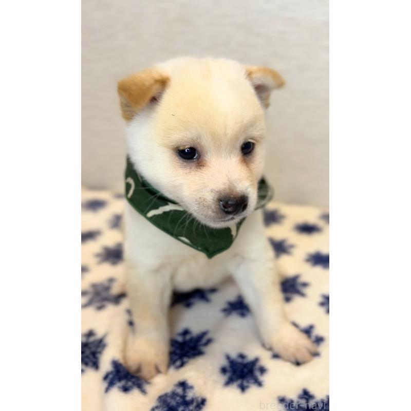 販売中の茨城県の豆柴-440845の2枚目