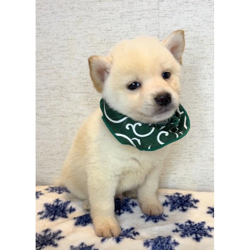 販売中の茨城県の豆柴-440847の5枚目