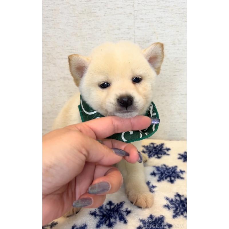 販売中の茨城県の豆柴-440847の4枚目