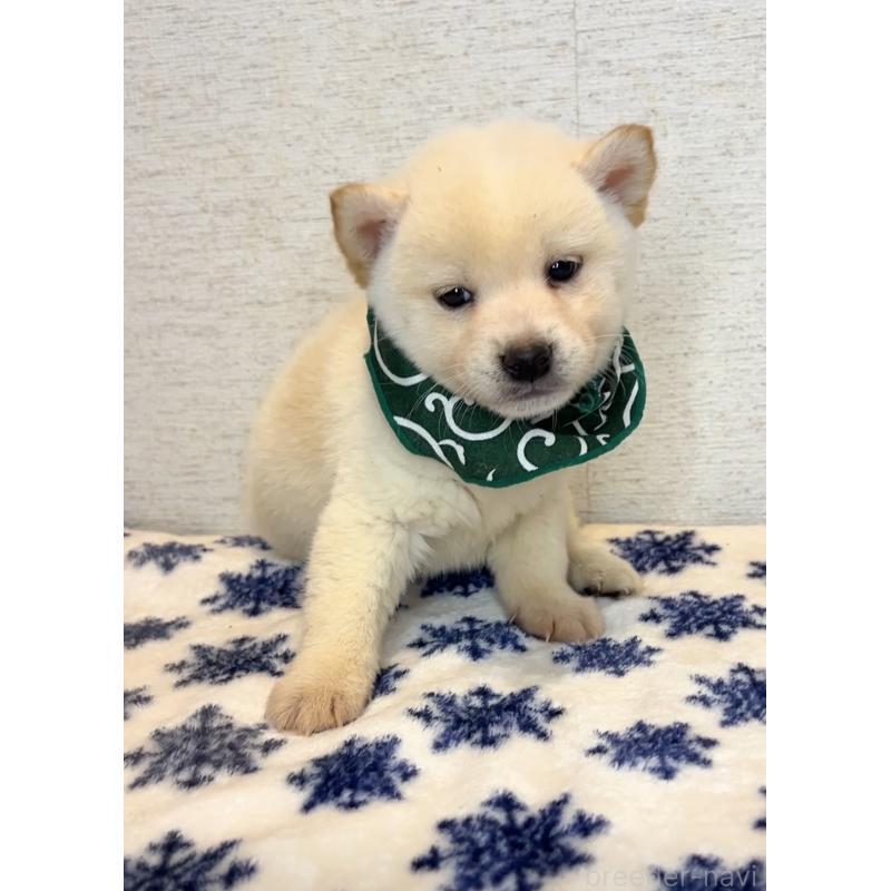 販売中の茨城県の豆柴-440847の3枚目