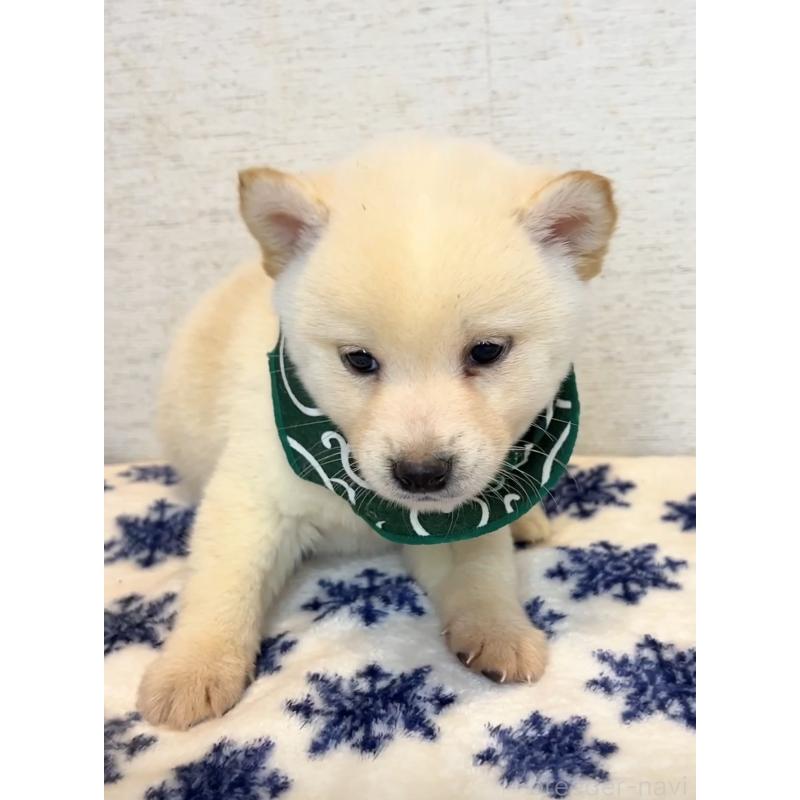 販売中の茨城県の豆柴-440847の2枚目