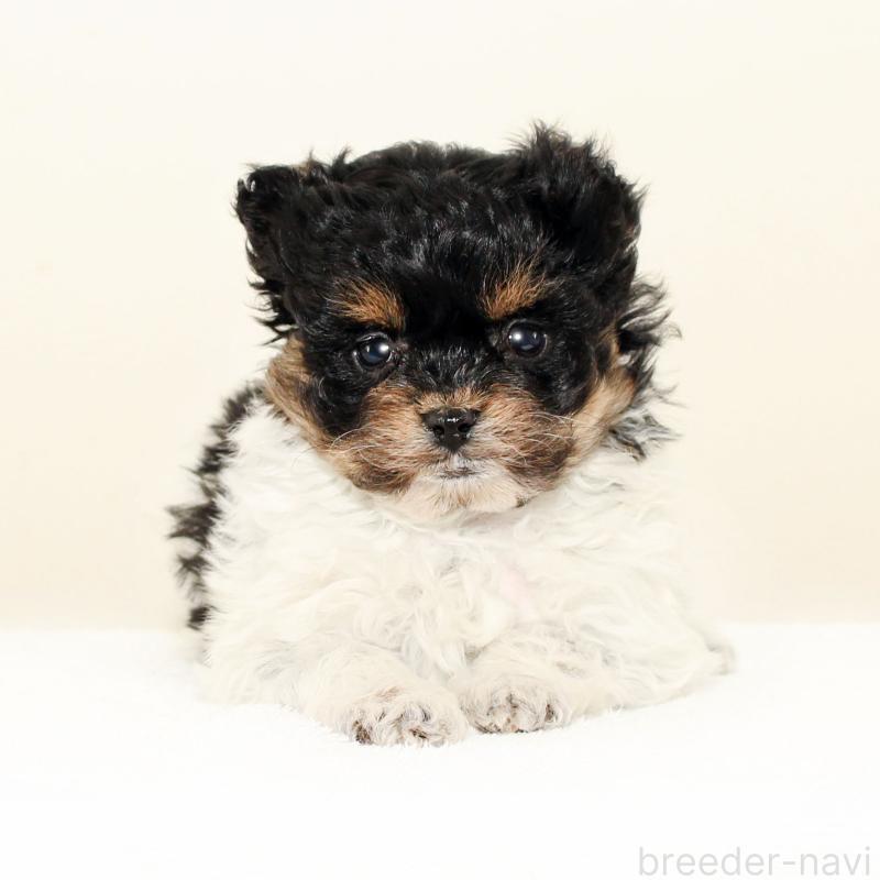 販売中の熊本県のチワプー:チワワ×トイプードル-440848