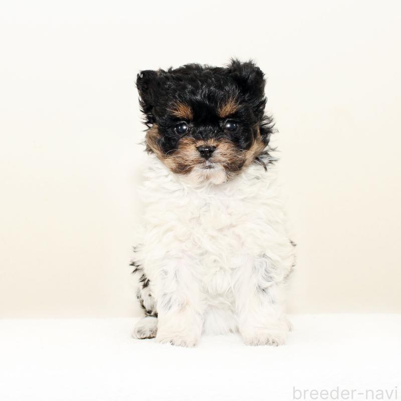 販売中の熊本県のチワプー:チワワ×トイプードル-440848の2枚目
