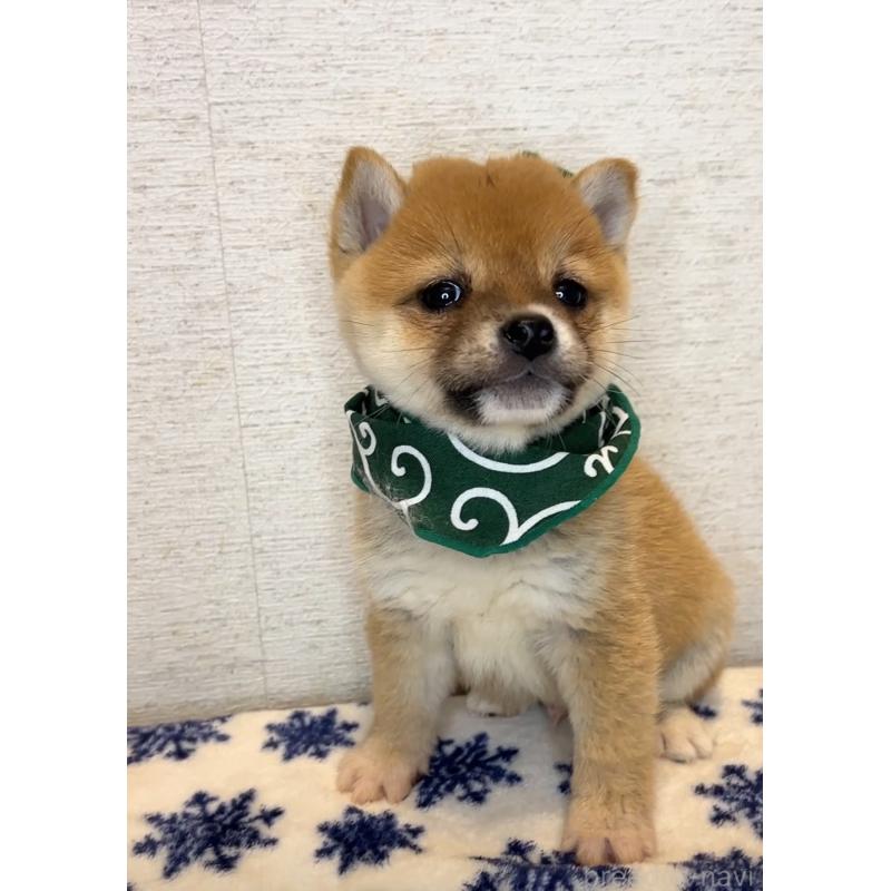 販売中の茨城県の豆柴-440849の3枚目