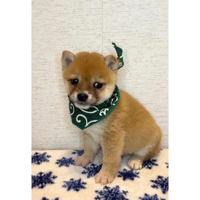 販売中の茨城県の豆柴-440849の2枚目