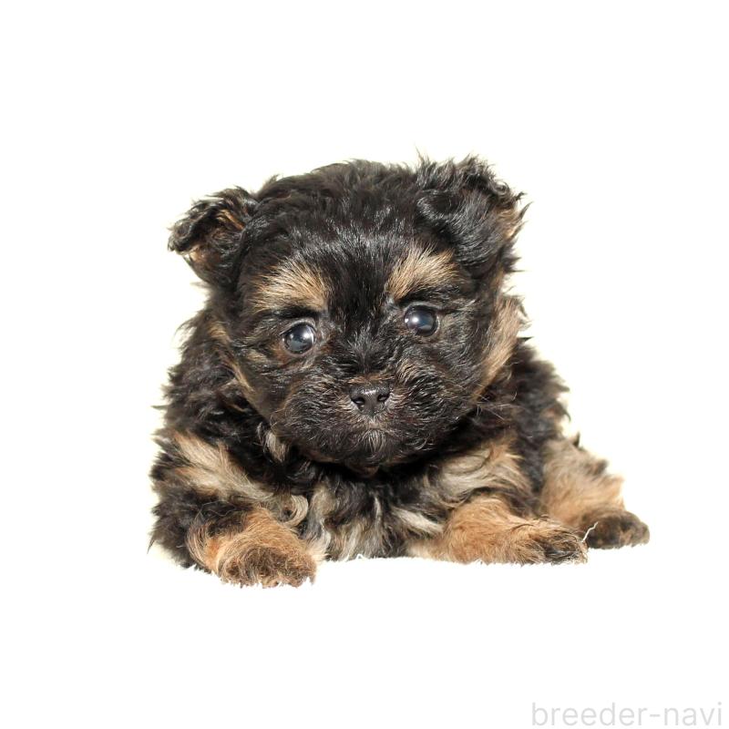 販売中の熊本県のチワプー:チワワ×トイプードル-440850の1枚目