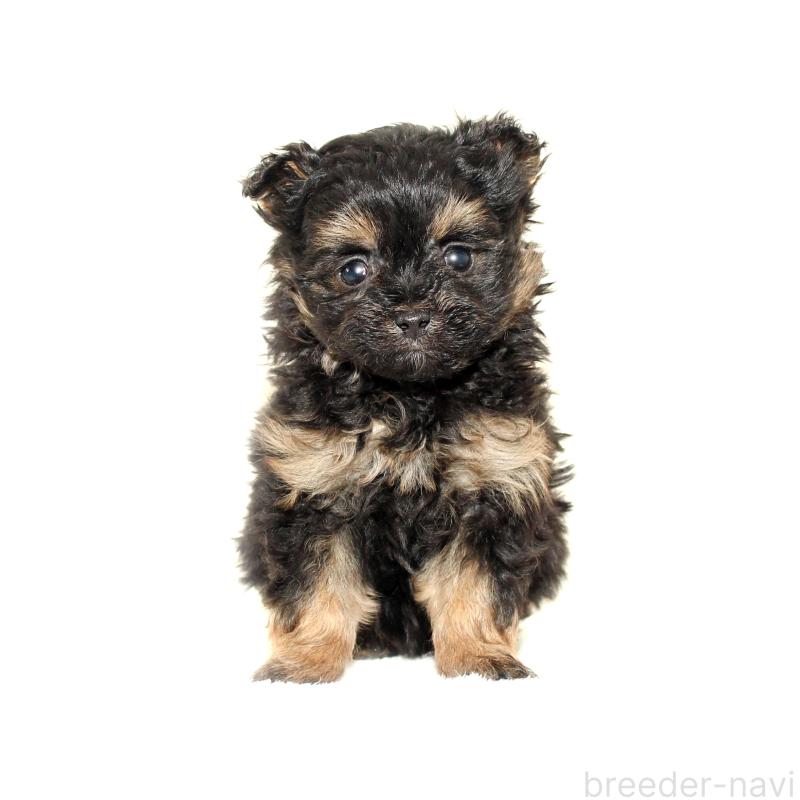 販売中の熊本県のチワプー:チワワ×トイプードル-440850の3枚目