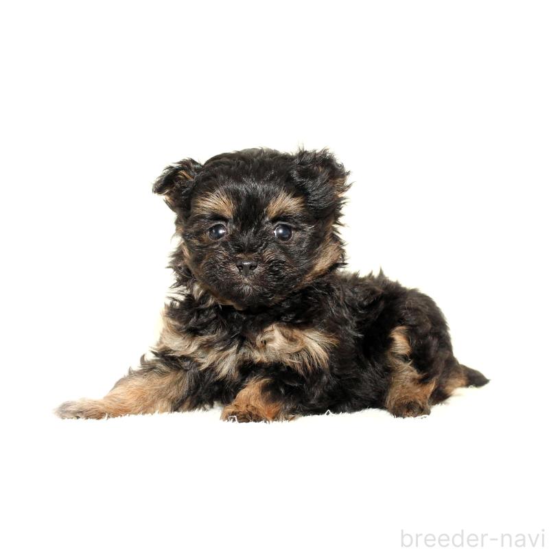 販売中の熊本県のチワプー:チワワ×トイプードル-440850の2枚目