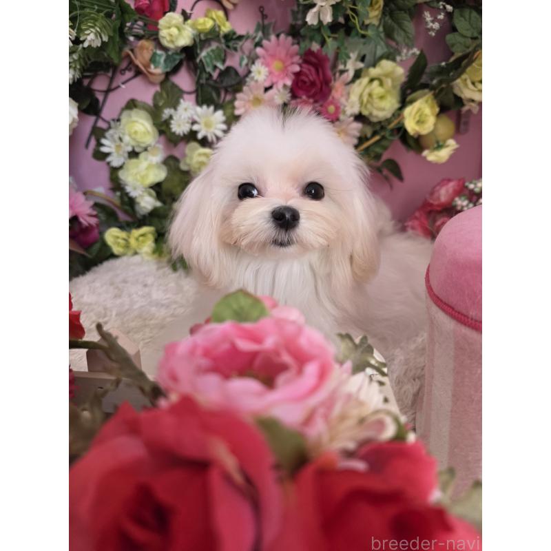 販売中の大阪府のマルチーズ-440853の4枚目