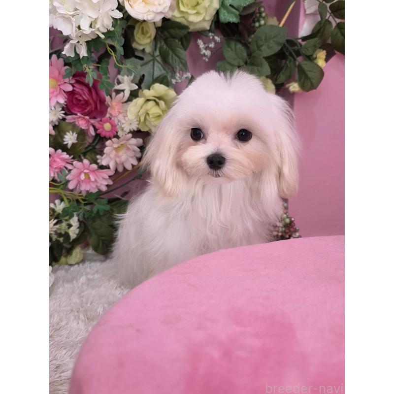 販売中の大阪府のマルチーズ-440853の3枚目