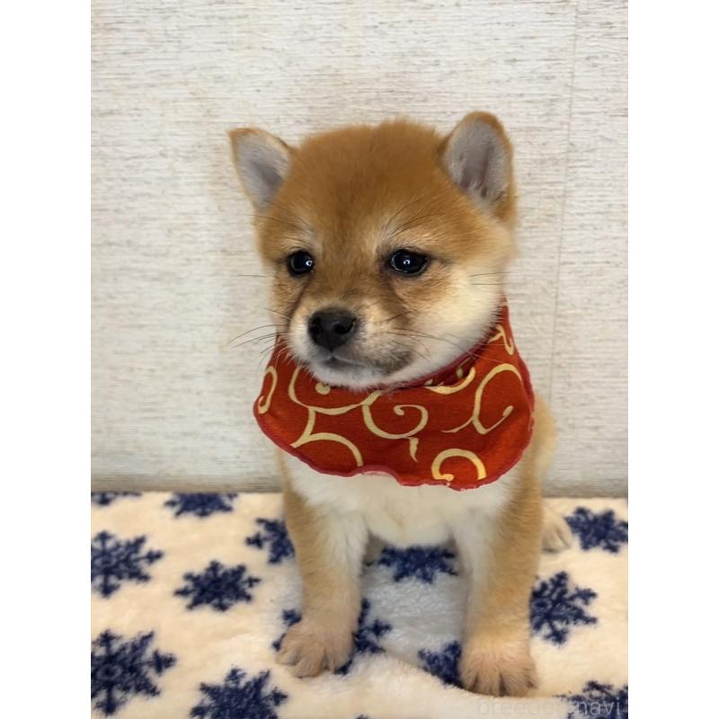 販売中の茨城県の豆柴-440851の5枚目