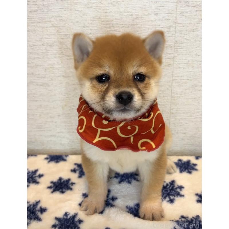 販売中の茨城県の豆柴-440851の4枚目