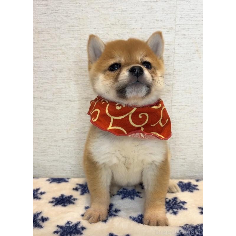 販売中の茨城県の豆柴-440851の3枚目