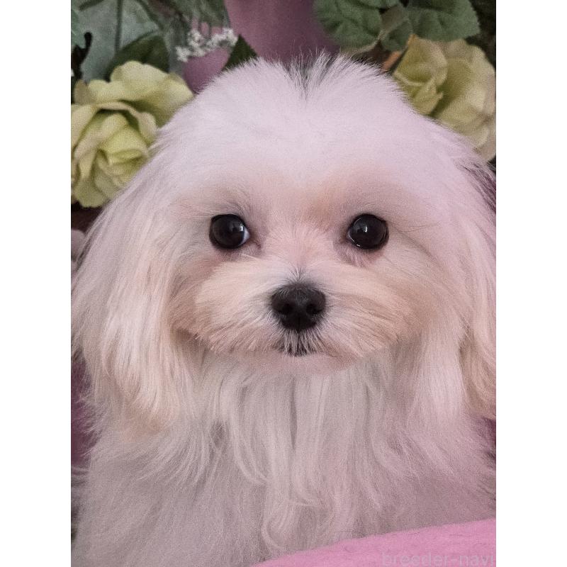 販売中の大阪府のマルチーズ-440853の2枚目