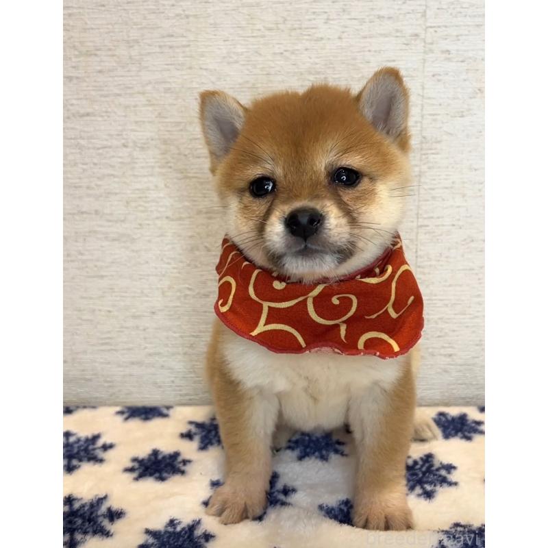 販売中の茨城県の豆柴-440851の2枚目