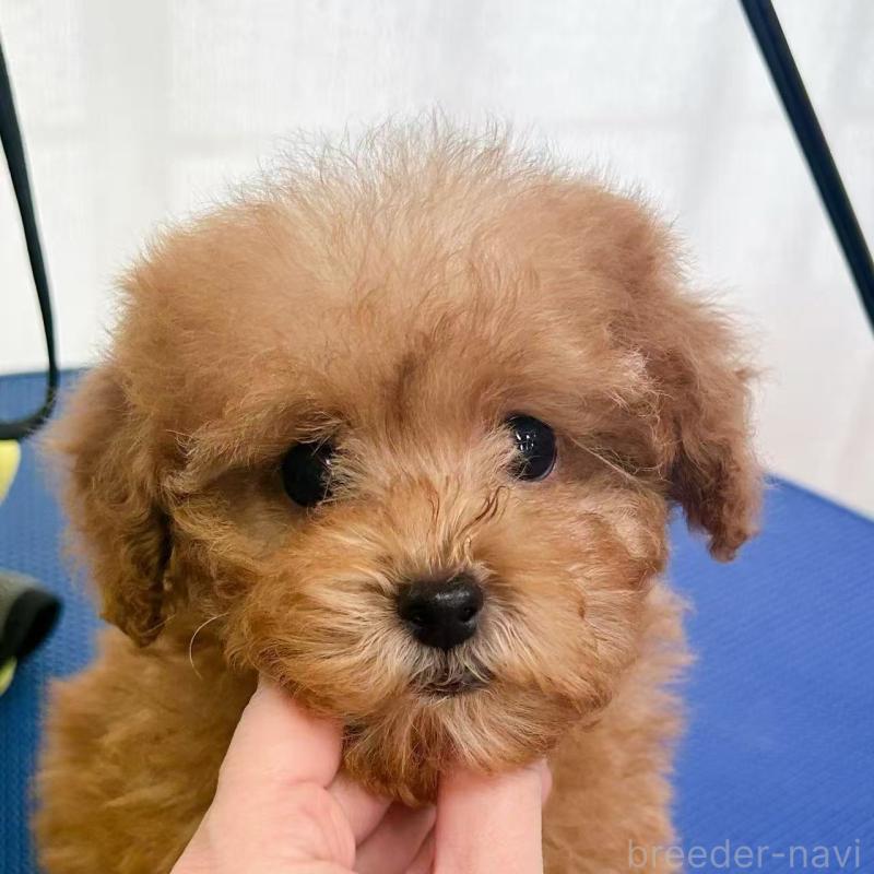販売中の東京都のトイプードル-440855の4枚目