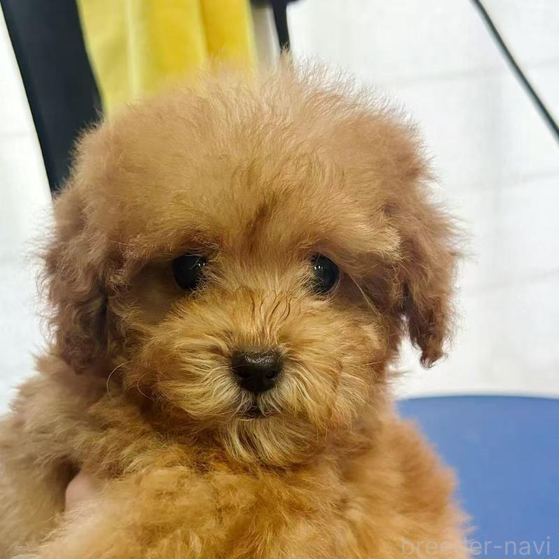 販売中の東京都のトイプードル-440855の3枚目