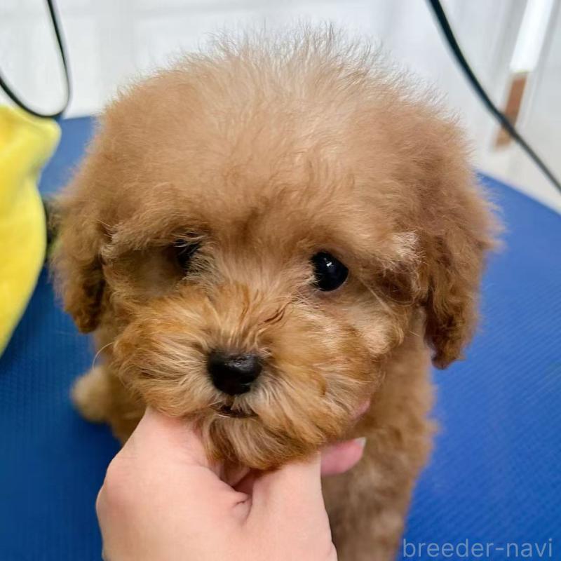 販売中の東京都のトイプードル-440855の2枚目