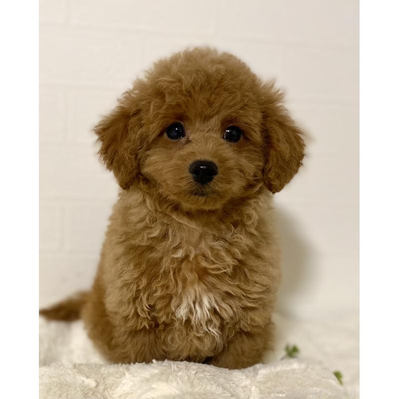 販売中の静岡県のトイプードル-440854の5枚目