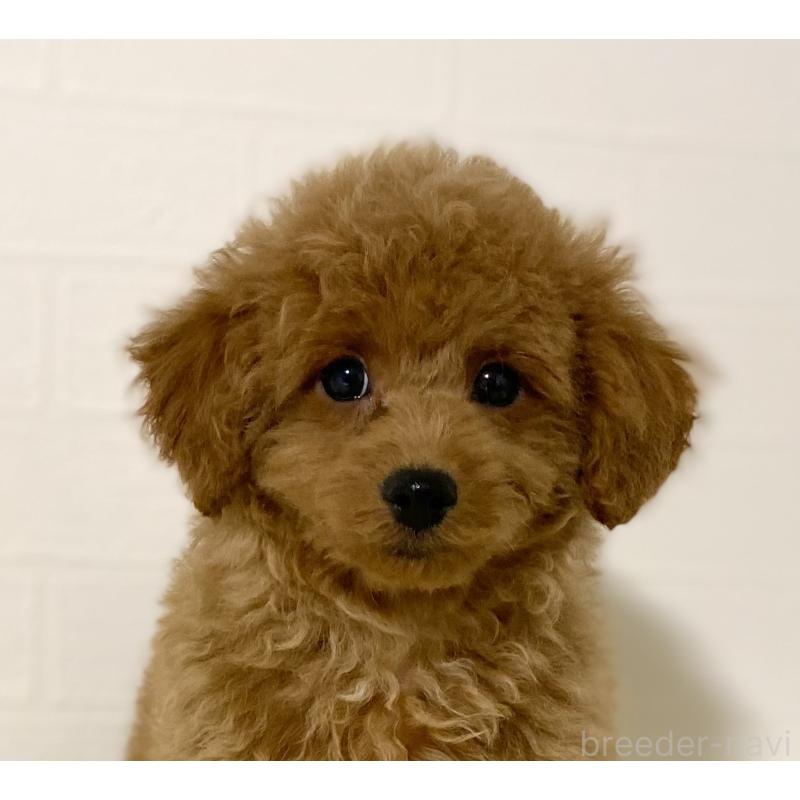 販売中の静岡県のトイプードル-440854の4枚目