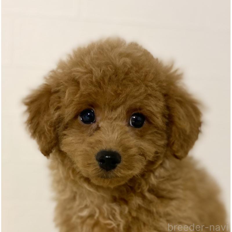 販売中の静岡県のトイプードル-440854の3枚目