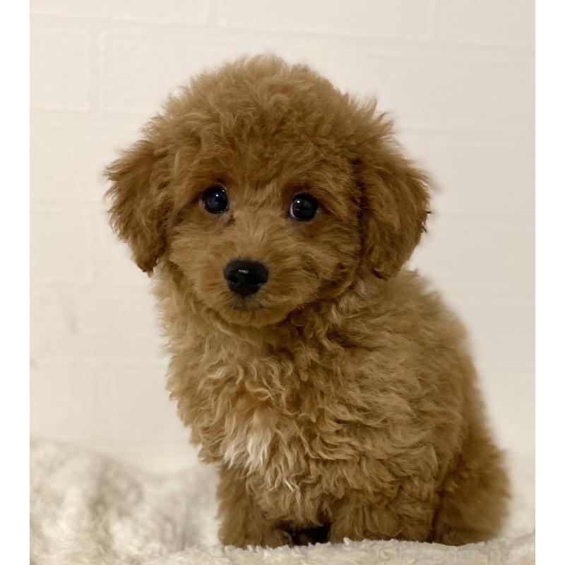 販売中の静岡県のトイプードル-440854の2枚目