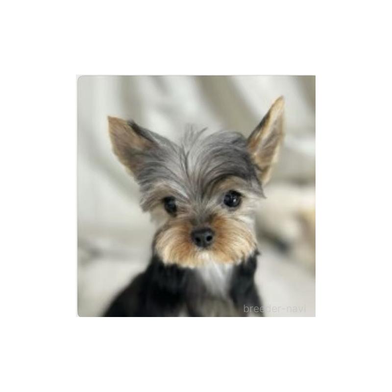 販売中の東京都のヨークシャーテリア-423617の3枚目