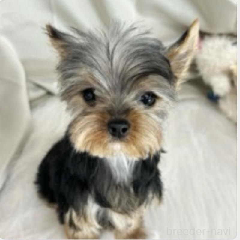 販売中の東京都のヨークシャーテリア-423617の1枚目