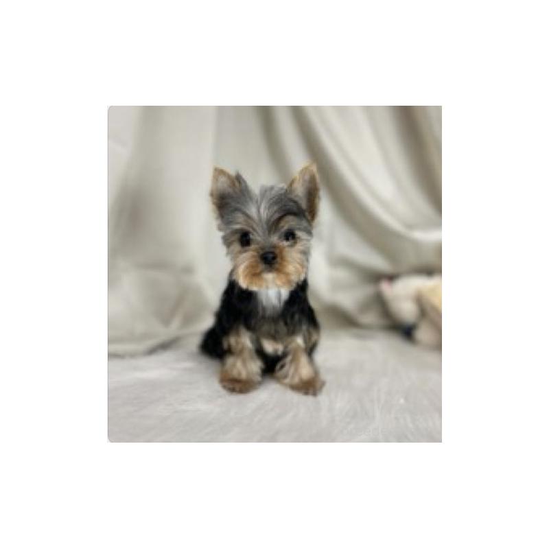 販売中の東京都のヨークシャーテリア-423617の2枚目