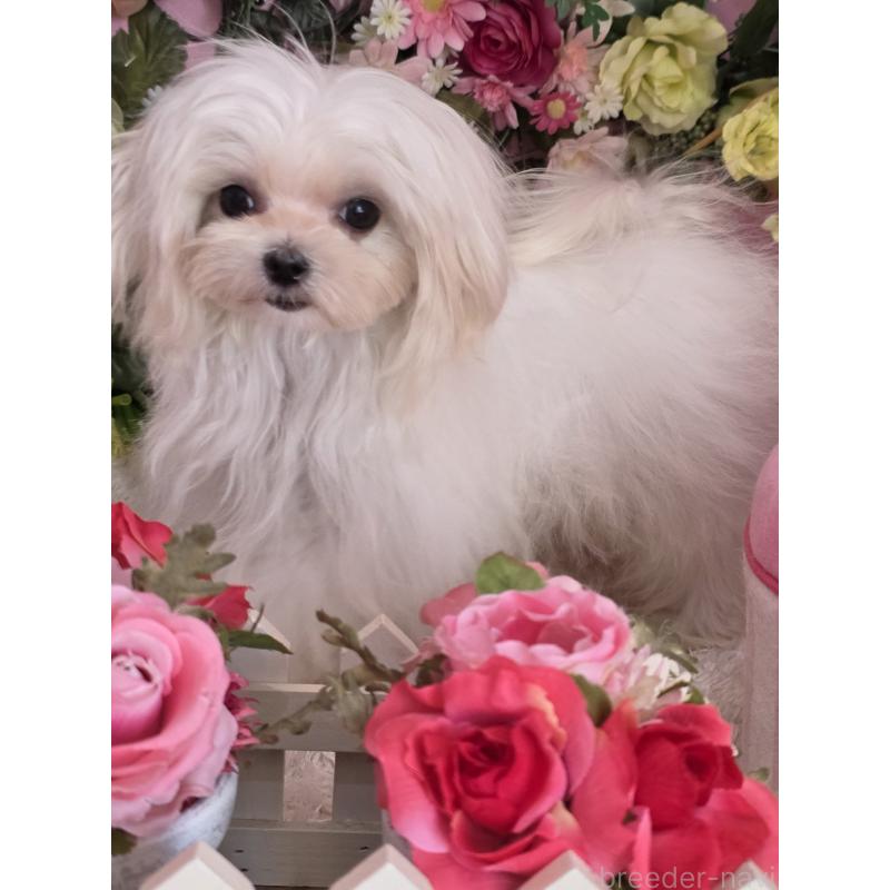 成約済の大阪府のマルチーズ-416198の4枚目